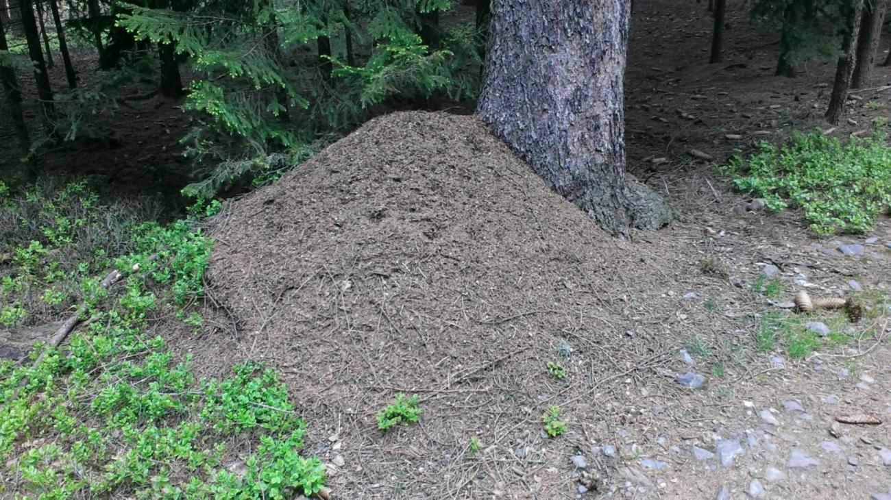 Výprava badatelského kroužku k Novoveselským rybníkům