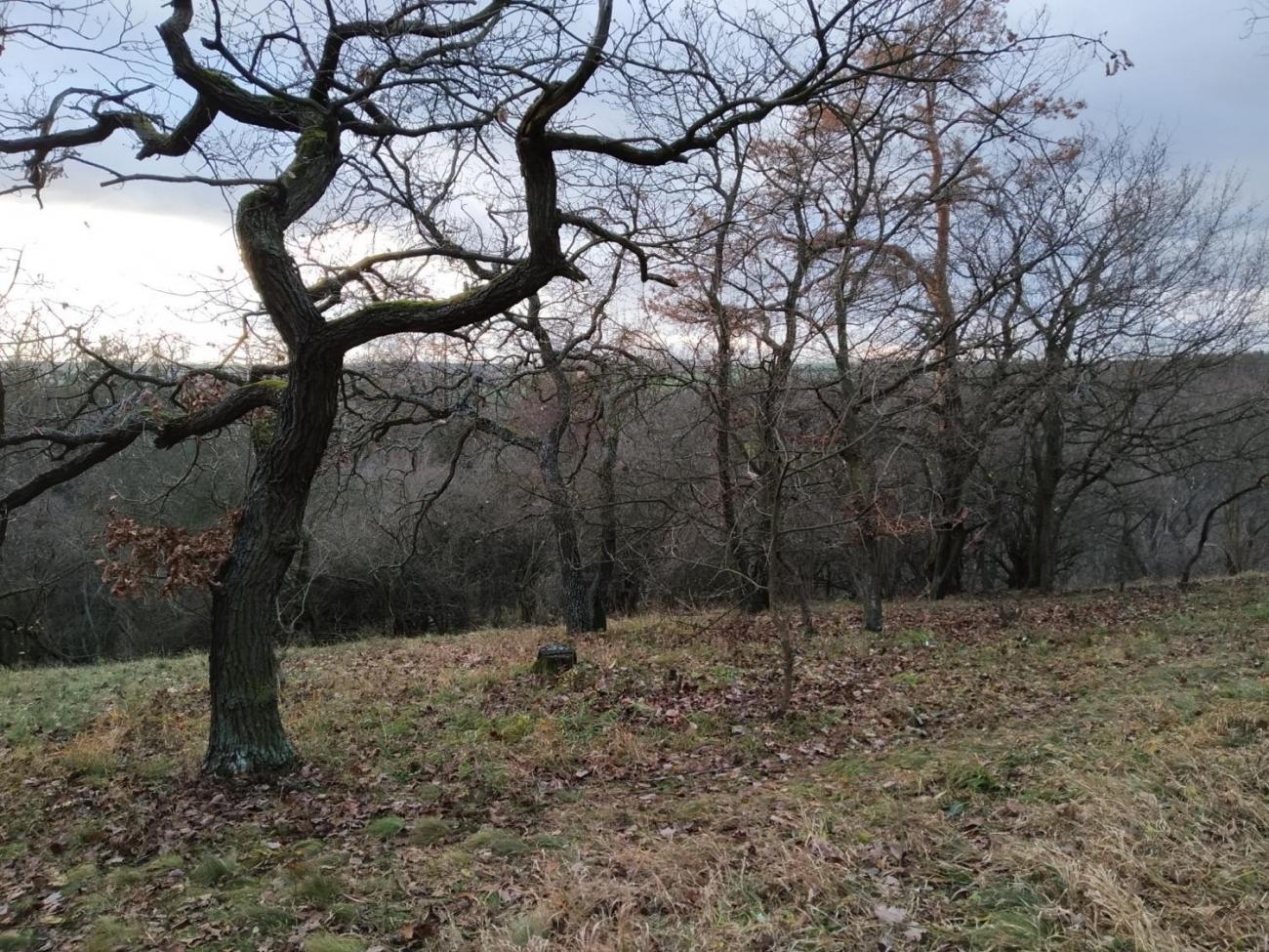 Obnova lesostepi v Radotínském údolí (29. 11 – 1. 12. 2019)