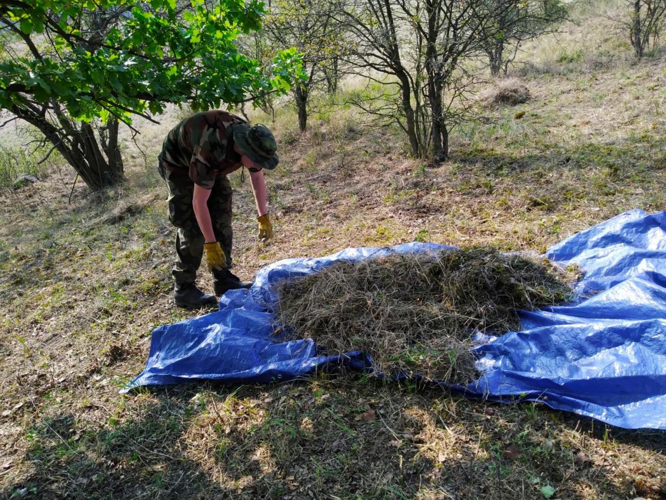 Záchrana motýla okáče metlicového v Českém středohoří