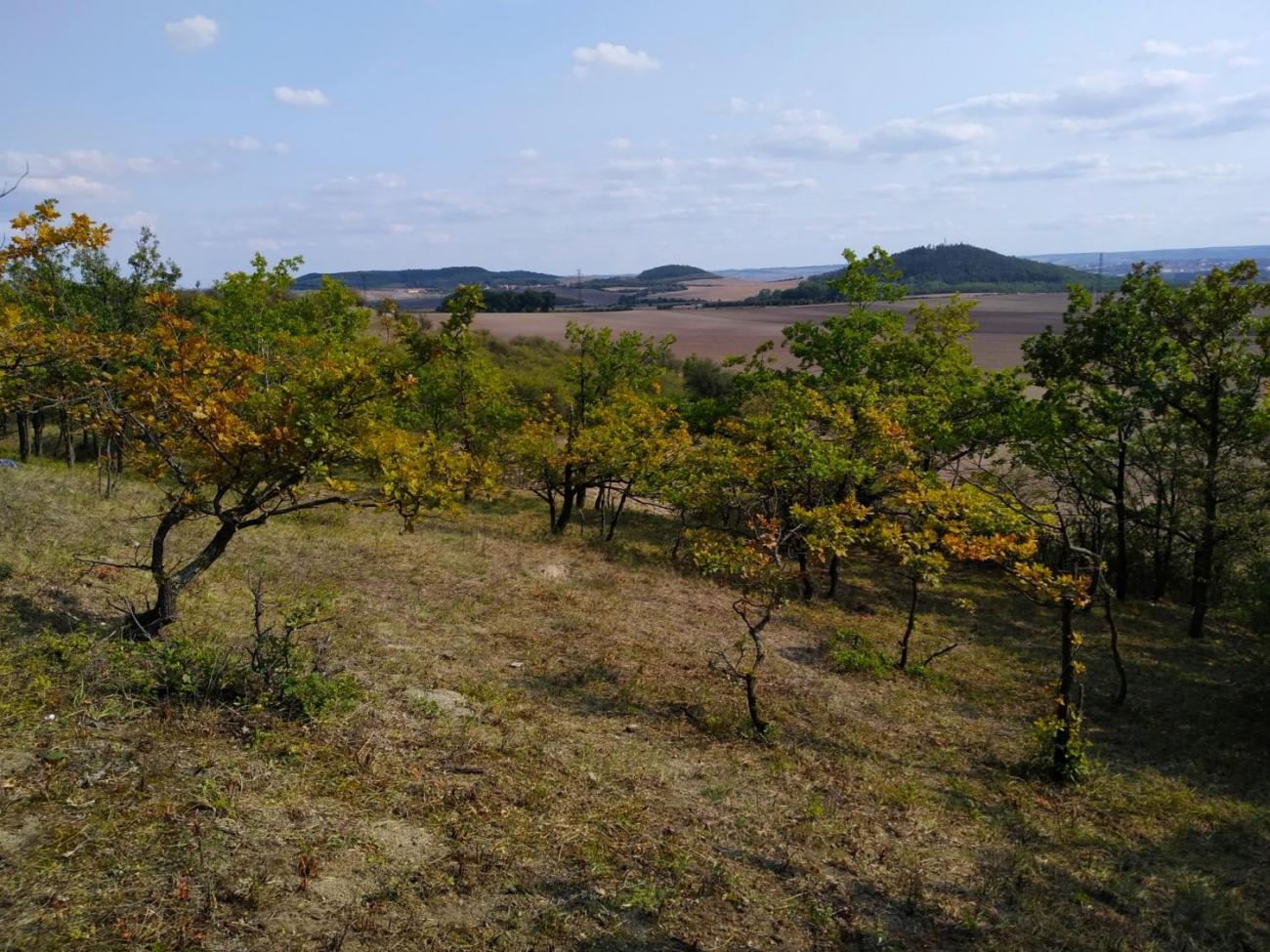 Záchrana motýla okáče metlicového v Českém středohoří