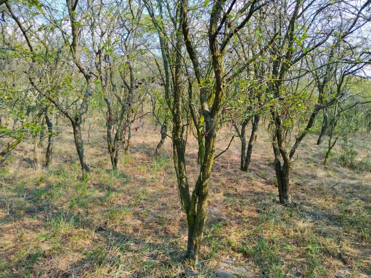 Záchrana motýla okáče metlicového v Českém středohoří