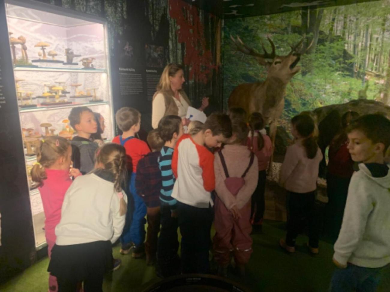 Muzeum Vysočiny - výukový program Les 1. ročník