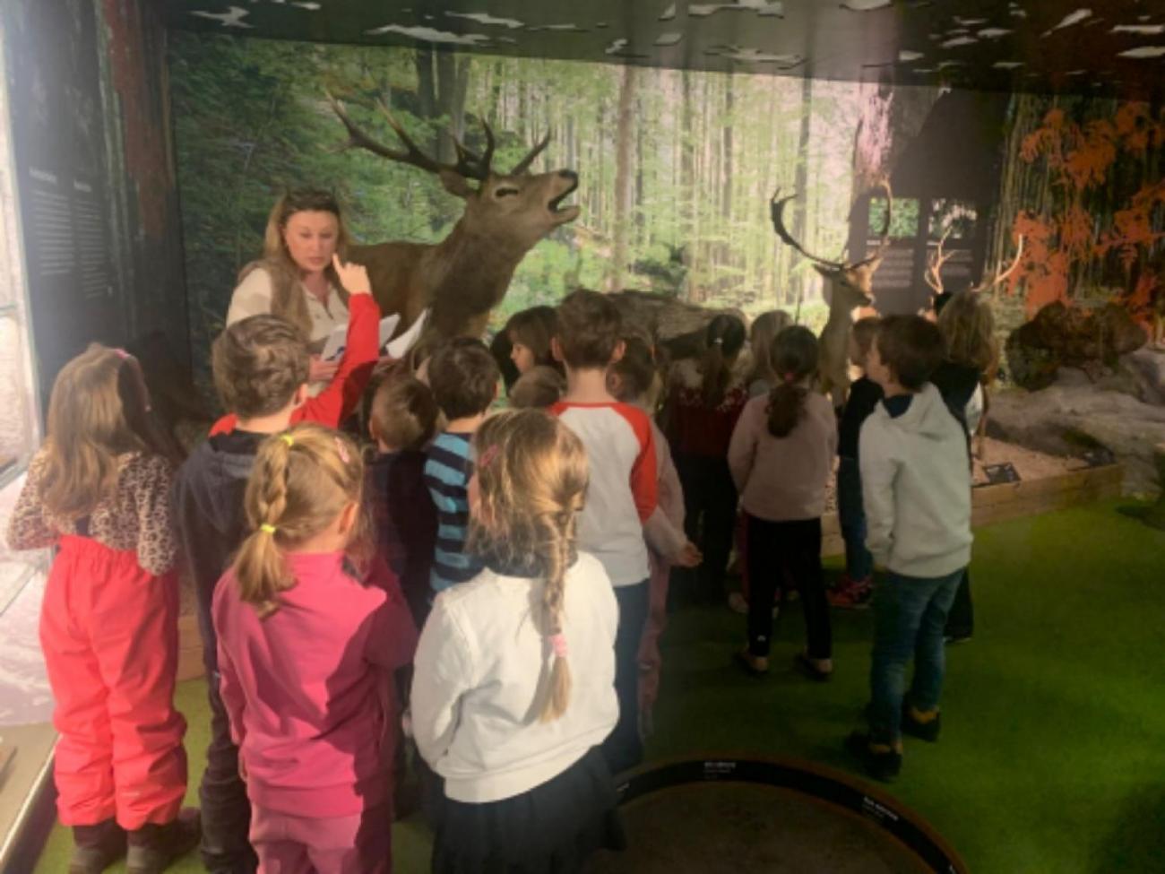 Muzeum Vysočiny - výukový program Les 1. ročník