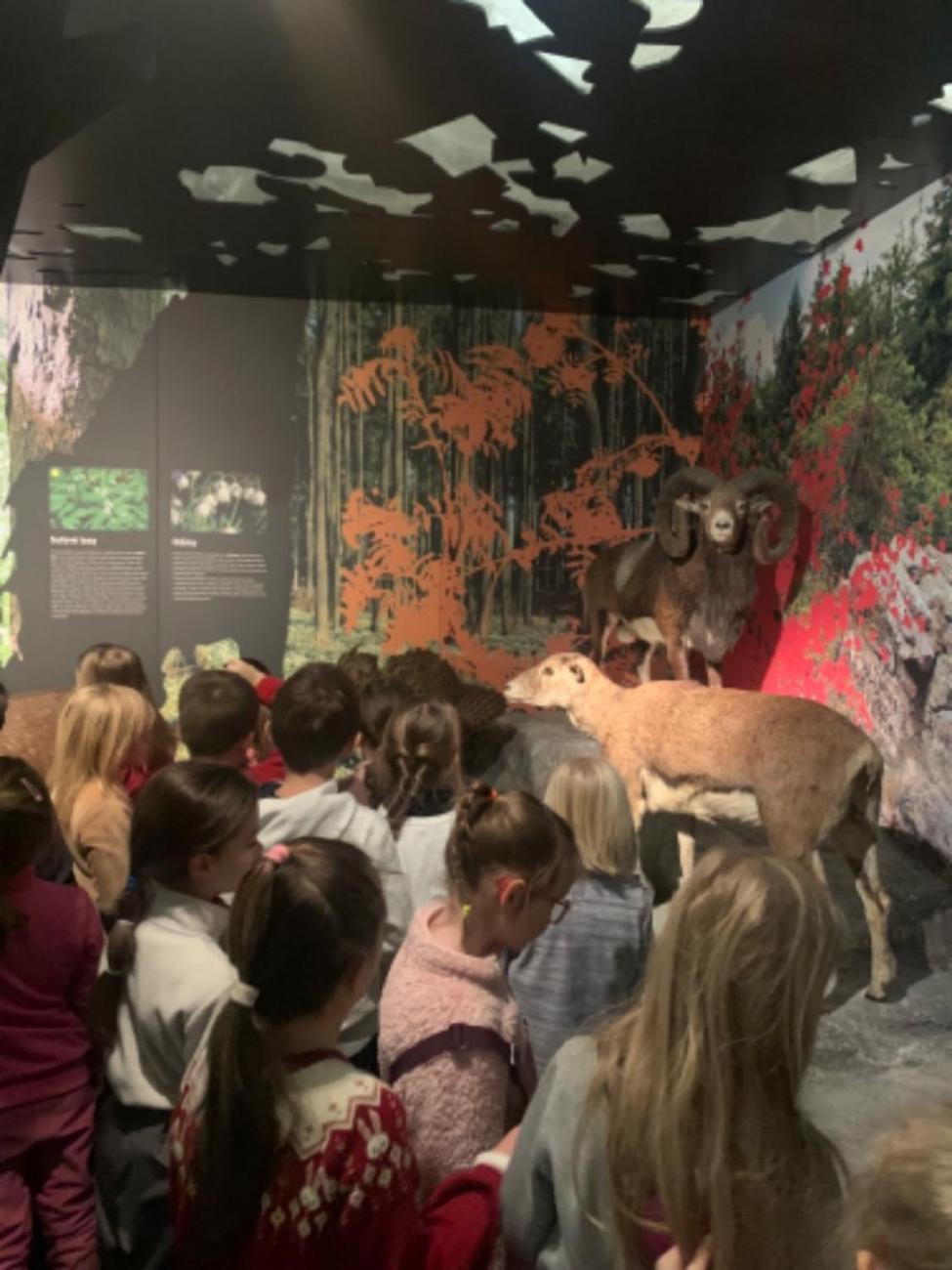 Muzeum Vysočiny - výukový program Les 1. ročník