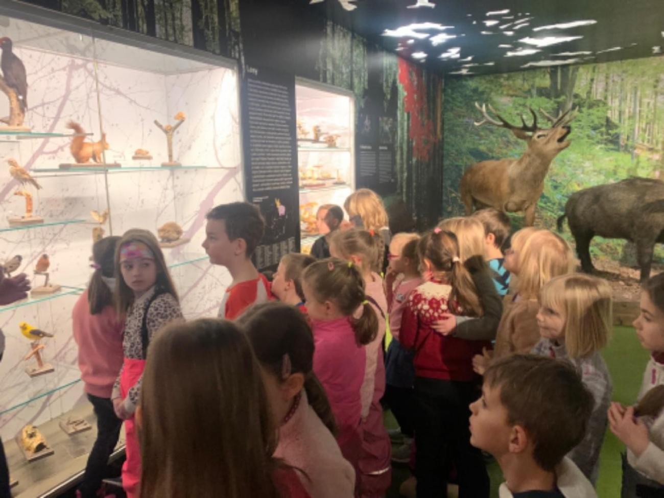 Muzeum Vysočiny - výukový program Les 1. ročník
