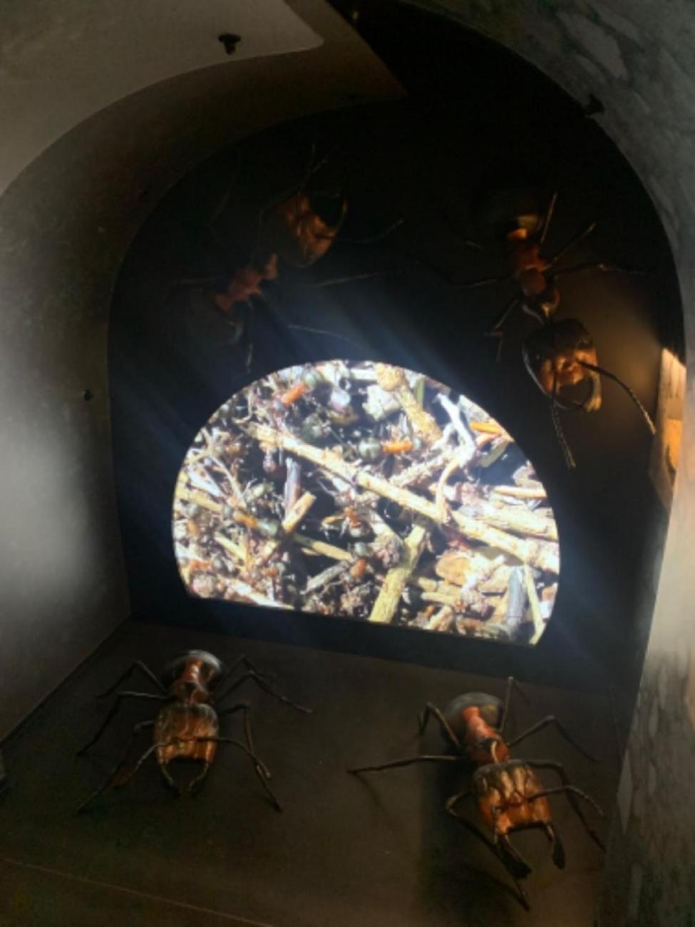 Muzeum Vysočiny - výukový program Les 1. ročník