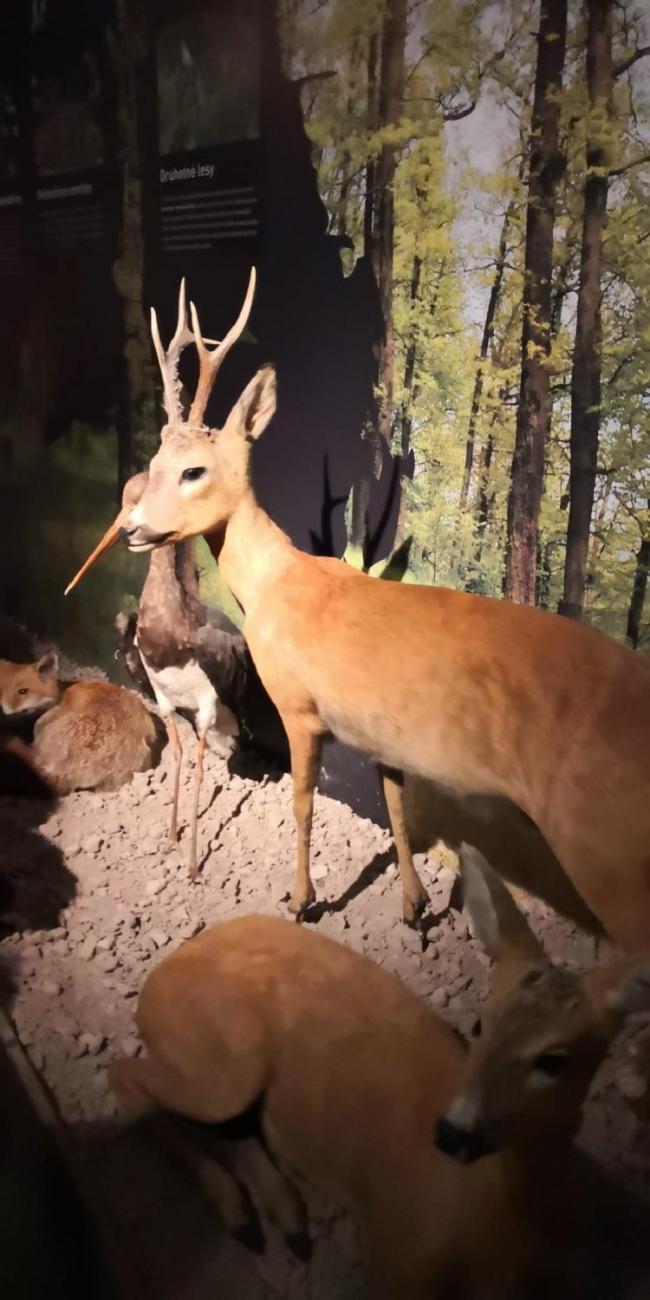 Muzeum Vysočiny - výukový program Les 1. ročník