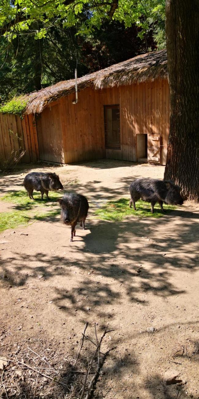 Když jsem já sloužil 1.A
