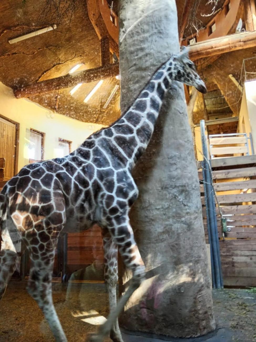Návštěva ZOO - turistický den 2.B