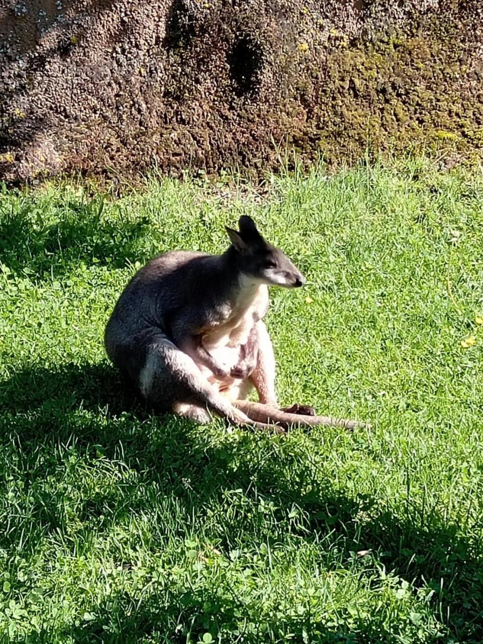 Návštěva ZOO - turistický den 2.B