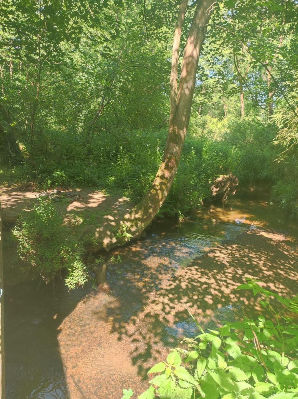 Borovinka 4.A