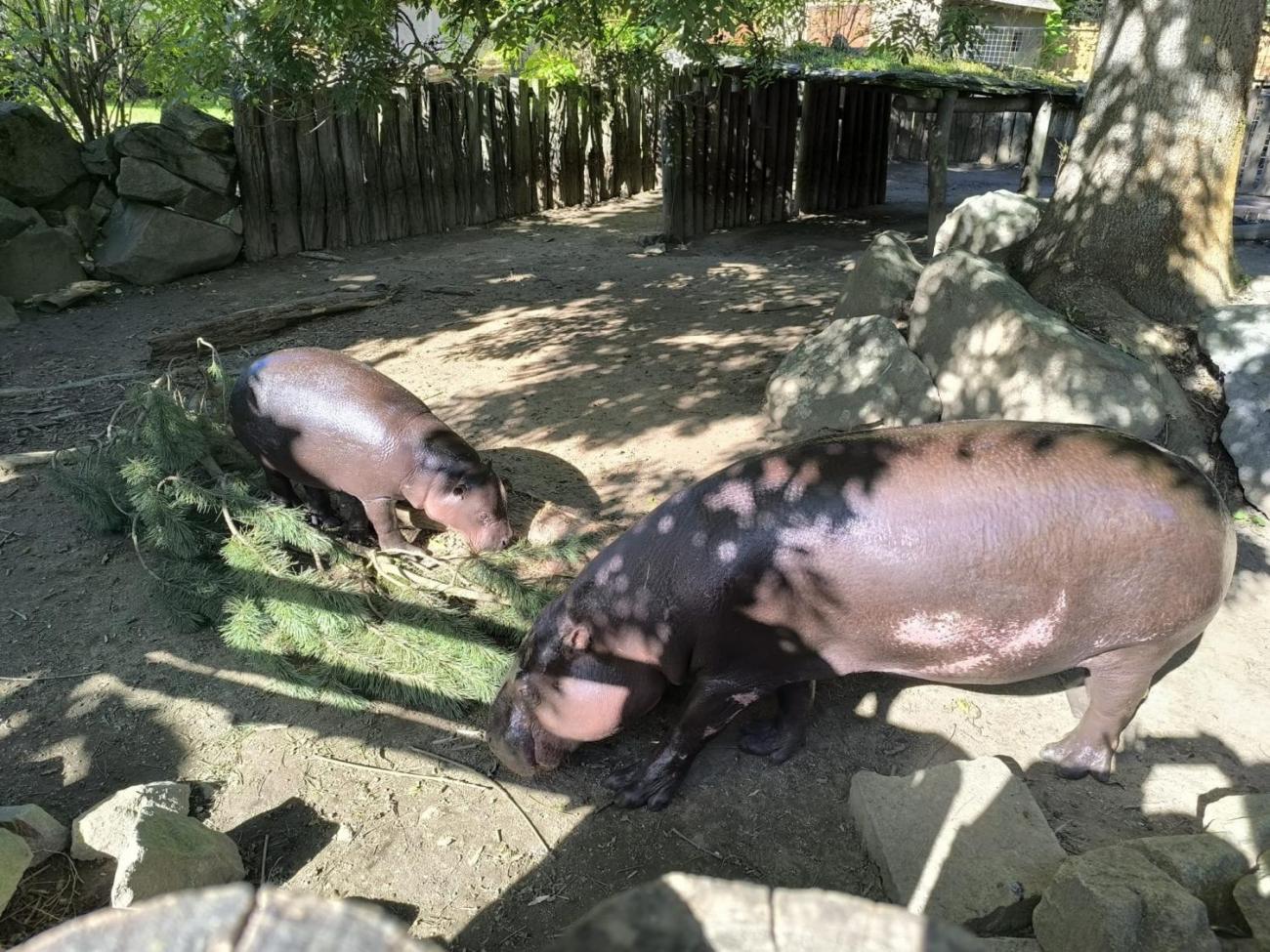 Mazlíčci v ZOO Jihlava 1.A