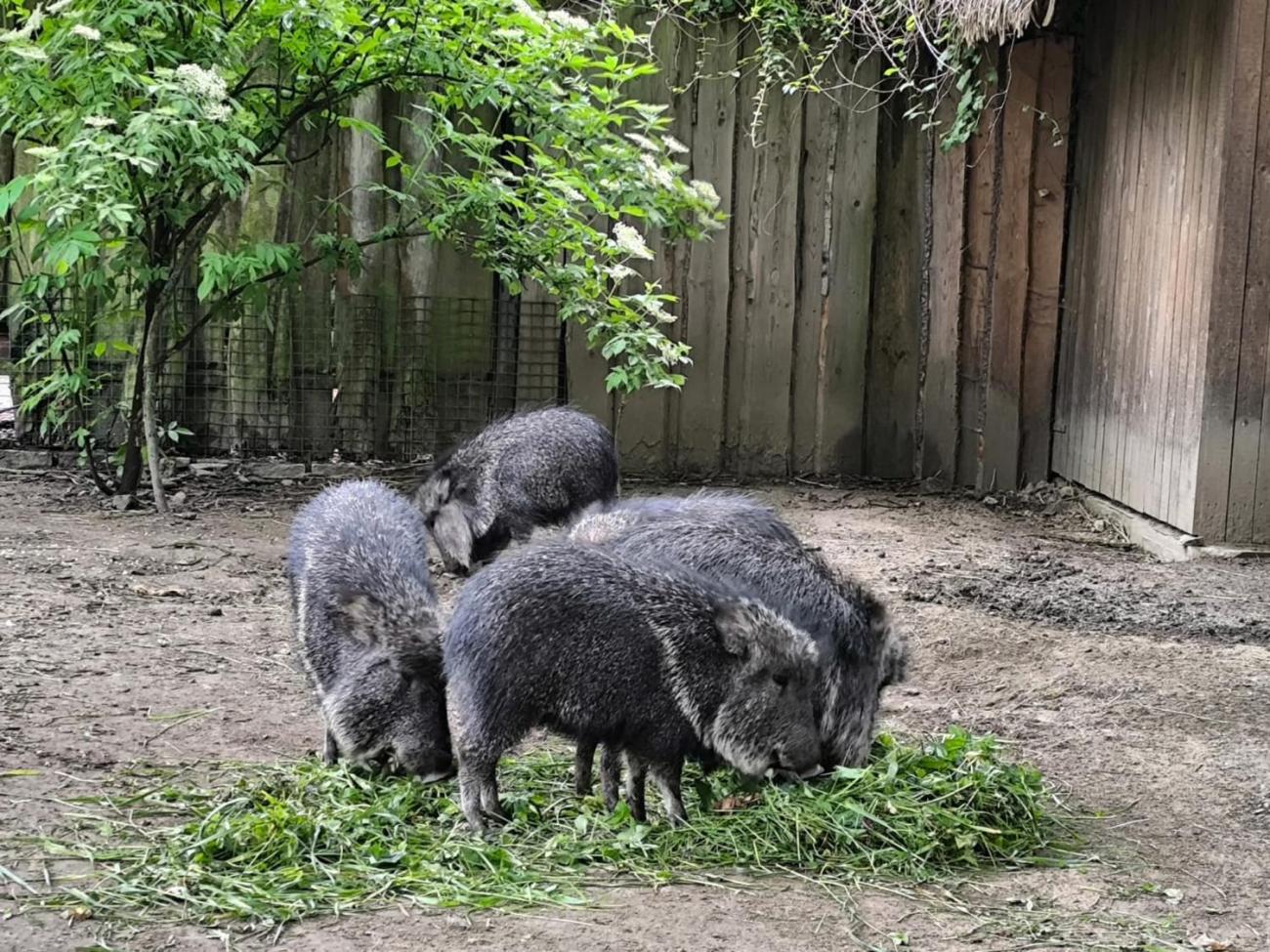 Návštěva Zoo Jihlava – program „Když jsem já sloužil“  1.A